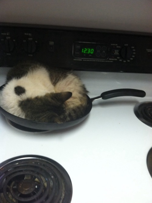 anthonykiedick:  my cats so fucking stupid we got some nice ass furniture around my house but she chooses the fucking fRYIGN PAN TO SLEEP IN 