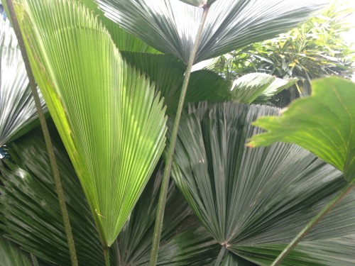 yayplants:  on a trip part 14   Jungle/tropical blog