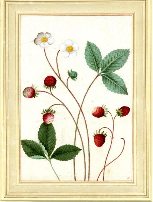 heaveninawildflower:Strawberry plant (circa 1585) by Jacques Le MoyneWatercolour and bodycolour. ©