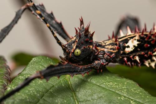 invertebrates:  a bunch of beautiful Parectatosoma hystrix! they’re stick insects from madagascar (source) 