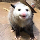 roadkill-enthusiast - Roadkill Enthusiast
