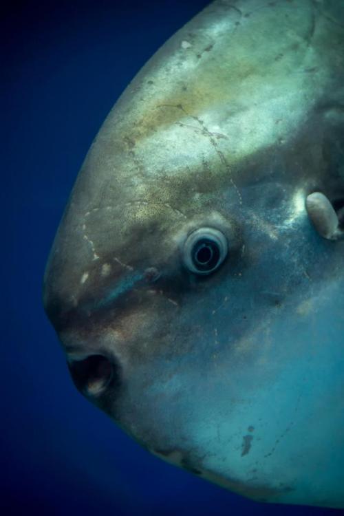 montereybayaquarium:“It’s a trap!”#that&rsquo;s no moon #it&rsquo;s a sunf