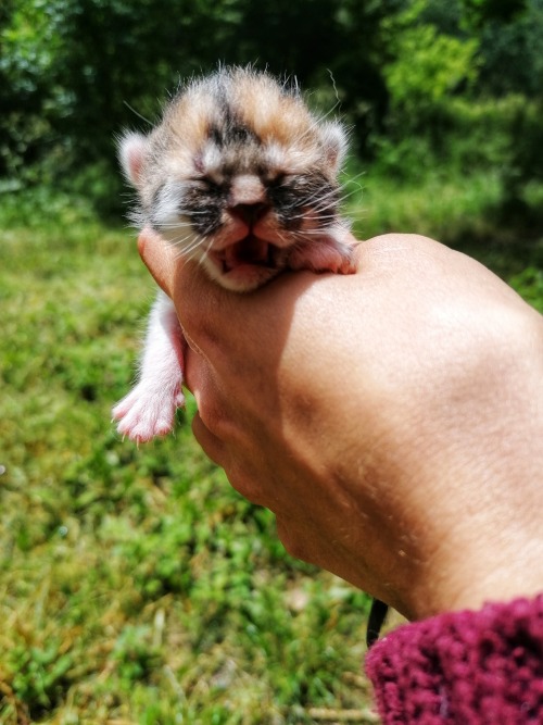 hedgehog-moss: I tried discreetly to pilfer the children for a quick photoshoot, but they ratted me 