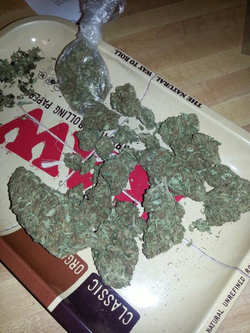smokethesativa:  trippyvnilla:  trees   FoLLoW ThE sAtIVa