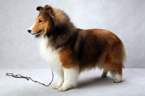 Porn Pics Best of her breed (Natalie, a Shetland Sheepdog