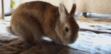 Bunnies.