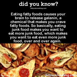 kalxskirata:stevita:did-you-kno:Eating fatty foods causes your brain to release galanin, a chemical that makes you crave fatty foods. So basically, eating junk food makes you want to eat more junk food, which makes you want to eat even more junk food,