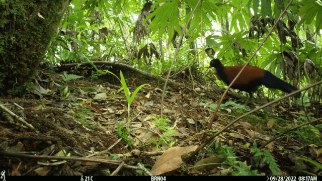 oattoast:  despazito:  todaysbird:apinklion01:badolmen:badolmen:RARE BIRD SEEN FOR FIRST TIME IN 140 YEARS‘Lost’ pigeon found after more than a century | Cornell ChronicleHere’s some pictures - they’re so damn pretty! [ID: Three pictures of a