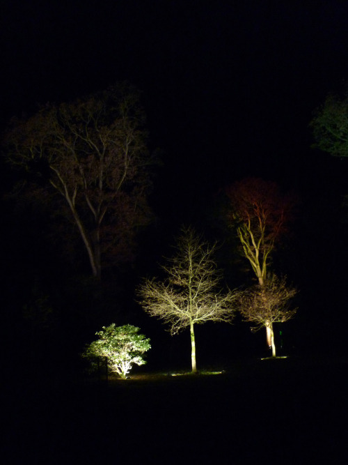 The Enchanted Wood, Part IIIWestonbirt Arboretum, Gloucestershire. December 2013 It&rsquo;s such