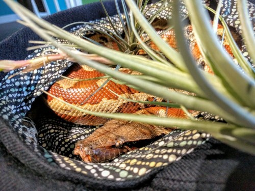 thlpp:Porthos posing in his hat with my tillandsias.