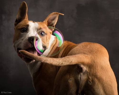 thefrogman:  Dogs & Bubbles by Paul Croes adult photos