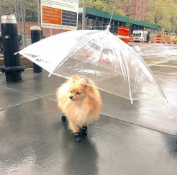 thefingerfuckingfemalefury:  brookietf:  thefingerfuckingfemalefury:  cupidmog:  mashedpotatopup:  https://instagram.com/p/BLk9RoGg3lP/  @pluesclues  Avoiding becoming a soggy doggy &lt;3  Even has little rain boots &lt;3   For splashing in puddles!