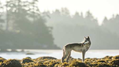 wolveswolves:  Photographer zooms in on the unique coastal wolves of British Columbia  Wolves living on the coastline of the Pacific Northwest are so specialized that they are considered an unofficial subspecies of the Gray wolf (Canis lupus). Conservatio