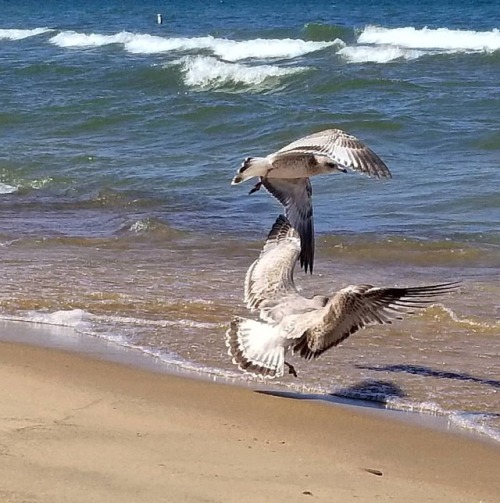 Gull squabble&hellip;is it right to call them &ldquo;seagulls&rdquo; if they live off a lake??? #se