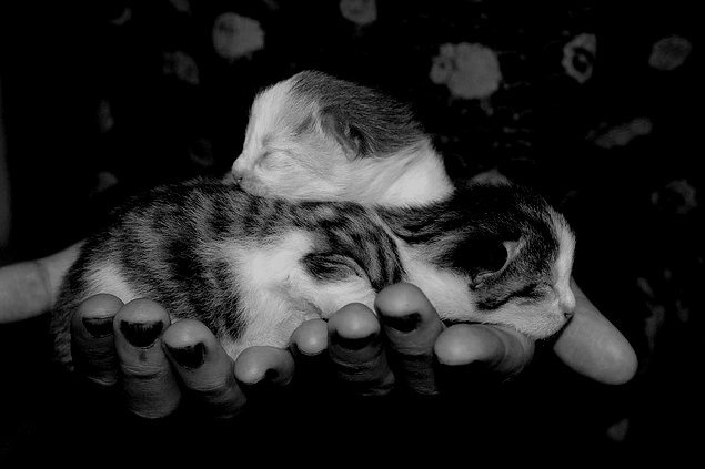 rosaqualin:  kittens update by Jette Hammer Ørskov (and Lene Ørskov) on flickr