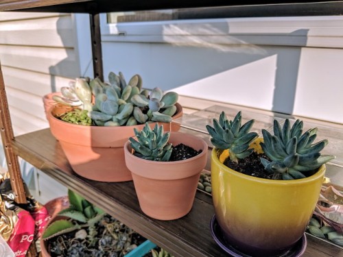 kitakeetz: Succs