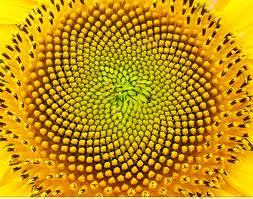 Porn sixpenceee:  Sacred Geometry is the belief that photos