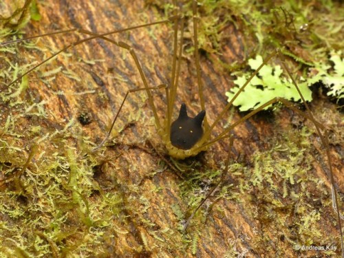 onenicebugperday: Bunny Harvestman, Metagryne bicolumnata, Opilionesby Andreas Kay