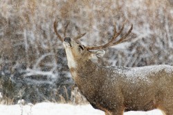 superbnature:   Showers by newestfall 