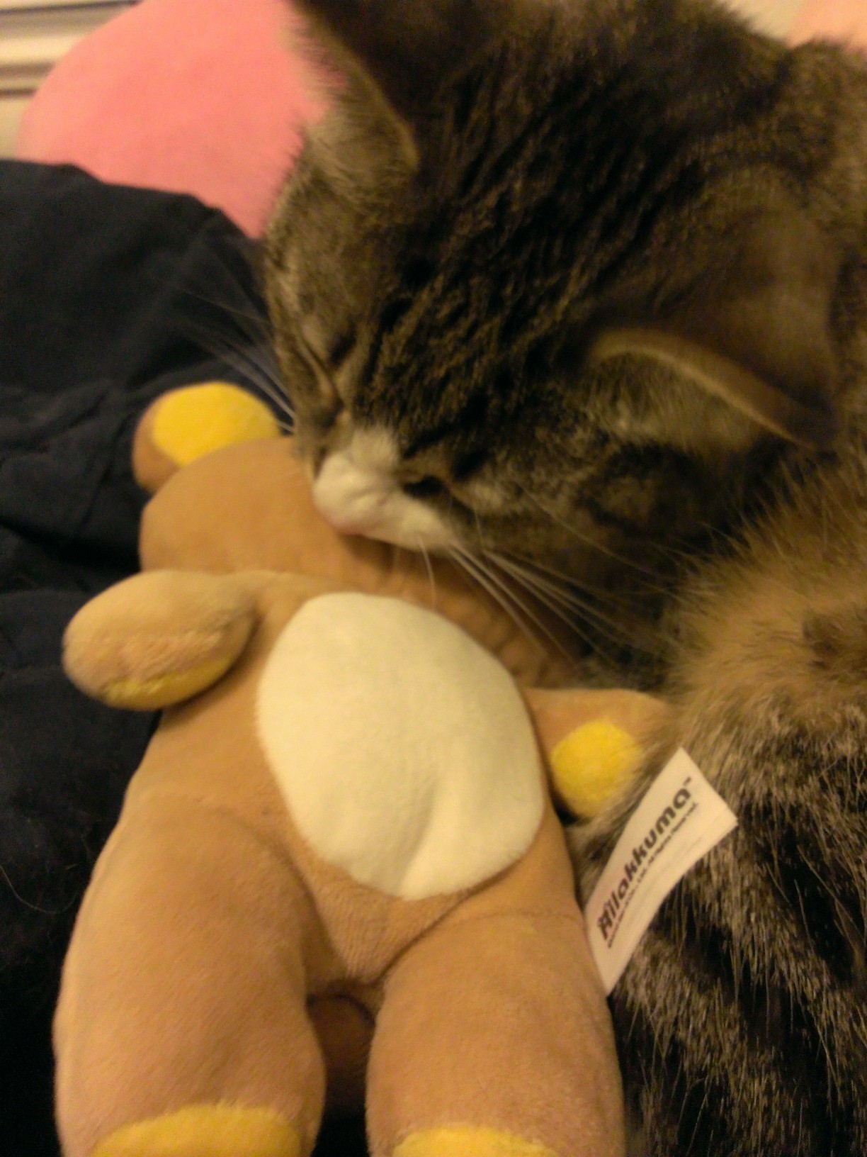 yamimarik:  my cat also does not like bears