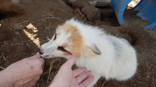 Four times the floof, four times the cuteness, my mom and I visited the sanctuary the other day and 