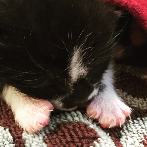 official-kitten: Little claws !!