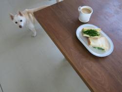 sasaq:  パンといっぴき 4食ぶん。 (via Twitter / 桑原 奈津子 @KWHR725)  this is what my dogs do