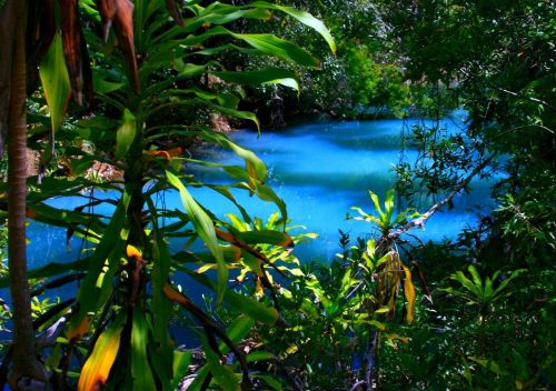 oceaniatropics:   Natural Spa bath creek in Cardwell, Queensland  ❁❁ tropical blog  ❁❁