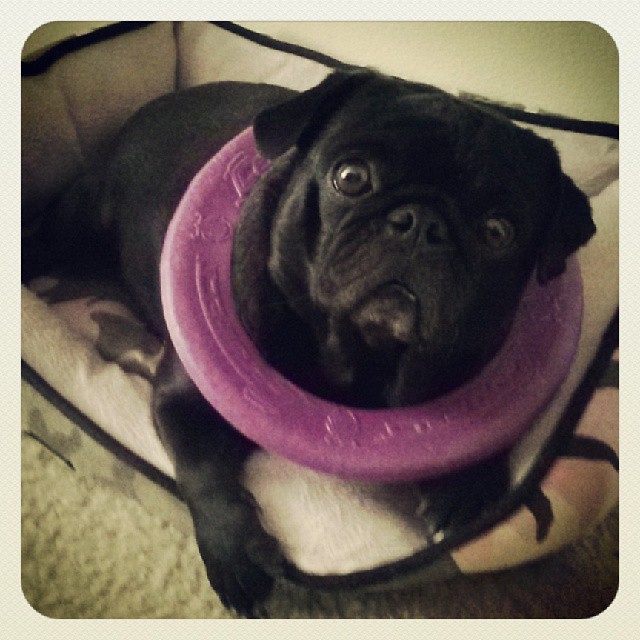 Gypsy fell asleep with her favorite toy. I startled her, can you tell? #pug #puglife