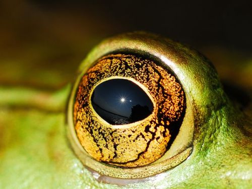 Bullfrog eye, with reflection of the lake and photographer. Taken at Go Home Lake, Ontario, Canada, by Bill Knudson.