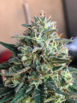 trichomephotography:  Cherry Bomb bred by Bomb Seeds