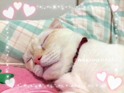 pippico にゃにゃまる nyanyamaru ねこ cat 猫写真 