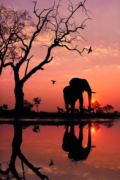 Porn wonderous-world:  African Elephant at Dawn photos