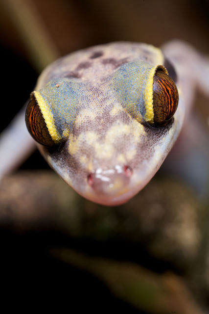 10bullets:  Gecko by pbertner on Flickr.