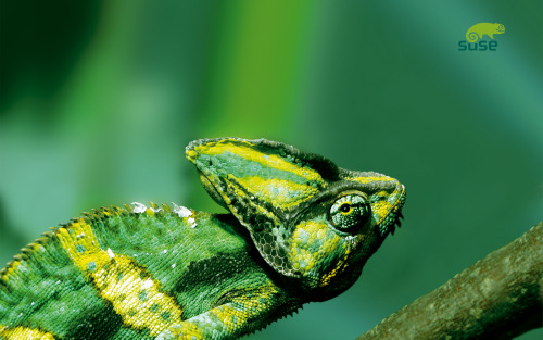 nemotes:  Chameleons are super cool, just in case you didn’t know yet.