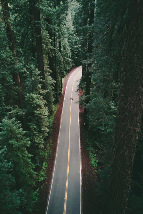 banshy:Avenue of the Giants by Humza Deas