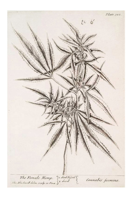 Elisabeth Blackwell, The female hemp / Cannabis femina, 1739. Via NYPL