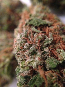 aliensandmaryjane:Weed is just so pretty