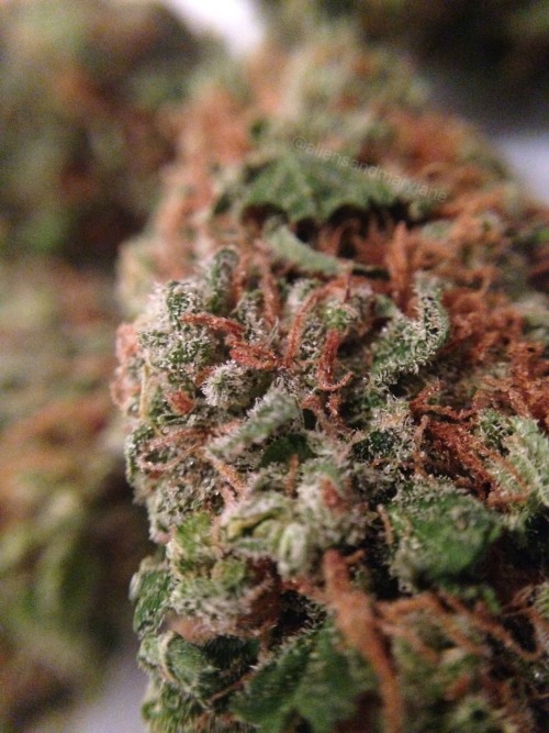 aliensandmaryjane:Weed is just so pretty ~