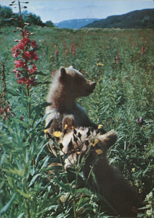 sovietpostcards: Primorye (Russian Far East). Bear cubs.