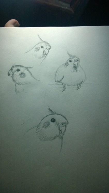 small bird study