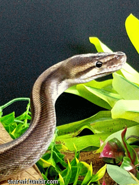 I got a bunch of shots of Jormungandr posing like this, where the framing was really pretty but ever