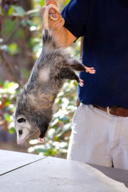 f-emasculata:  REALLY just wanna take this chance to remind the people who follow me to not kill/trap opossums if they’re in your yard, and do not call animal control! Seriously. Opossums are literally 100% BIOLOGICALLY INCAPABLE of carrying rabies.