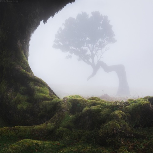 Fanal Laurel forest © Daniel Kordan