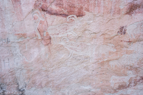 FCC Pictographs, UT. This spot could have been one of the most spectacular rock art sites in all of 