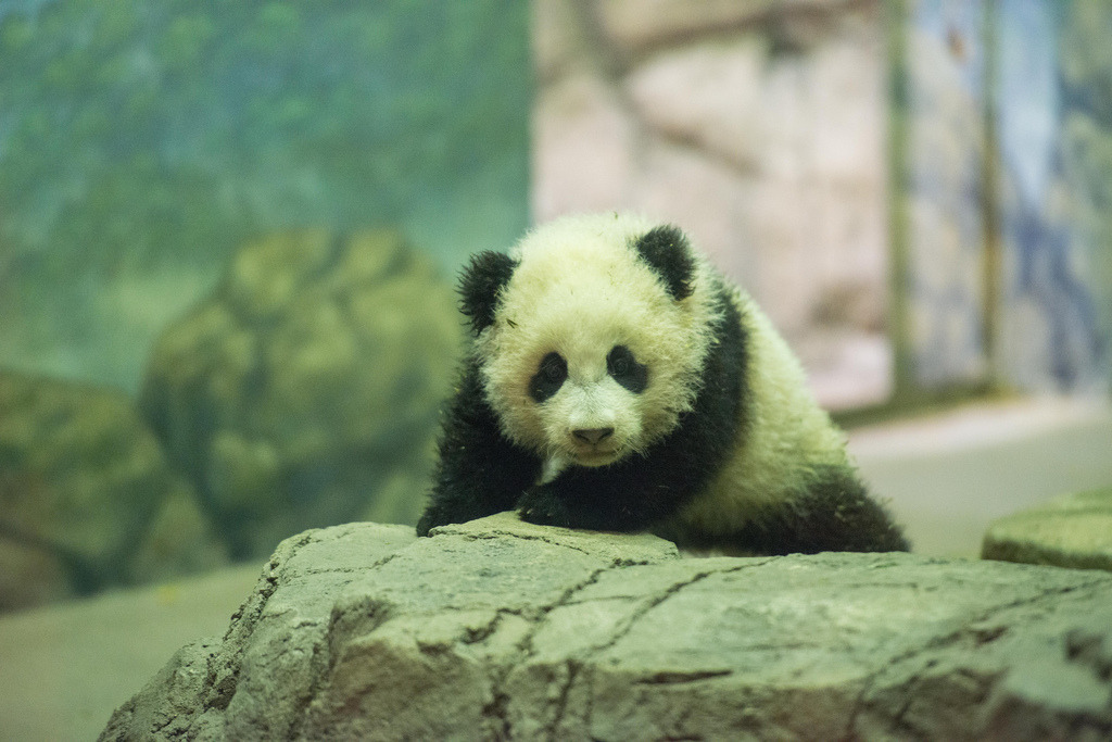 loveforallbears:  giantpandaphotos: Bao Bao at the National Zoo in Washington D.C.