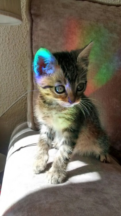 mllesarcasme:  So my baby cat found himself stuck in a rainbow today 