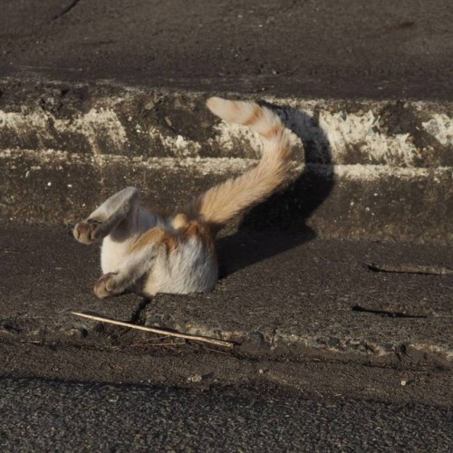 goddamngeckogirl: afropup: jimmuhcat: dontknowmynamelol: wut such majesty where r they goin I never 