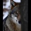 wolfstrangethinking