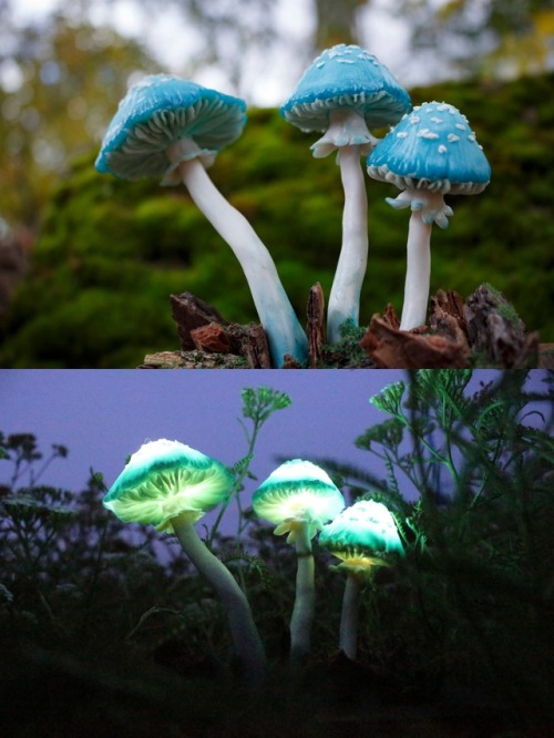 sosuperawesome:Mushroom Night Lights by The Snowmade on Etsy 